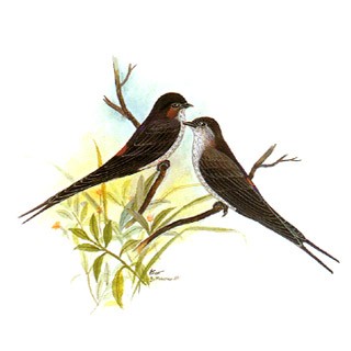 Red-rumped Swallow (Hirundo daurica)