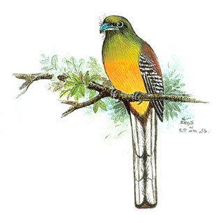 Orange-breasted Trogon (Harpactes oreskios)