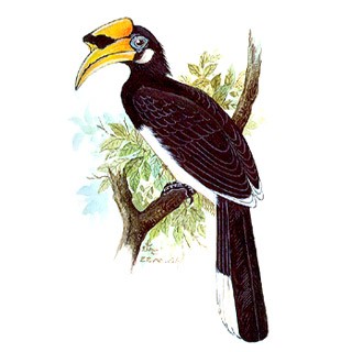 Oriental Pied Hornbill (Anthracoceros albirostris)