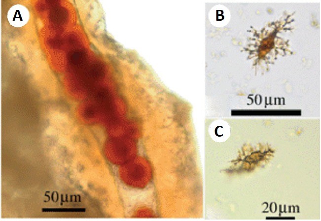 (A) Blood capillary in a tyrannosaur bone, containing some red blood cells. (BC) Isolated brachyloph