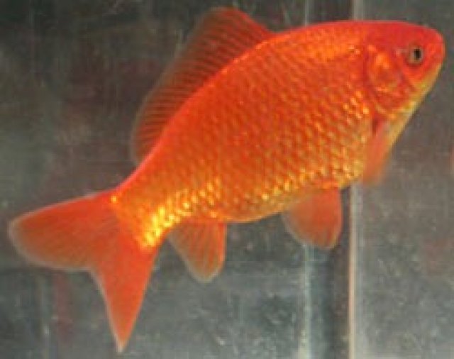 Common goldfish.