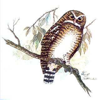 Asian Barred Owlet (Glaucidium cuculoides)