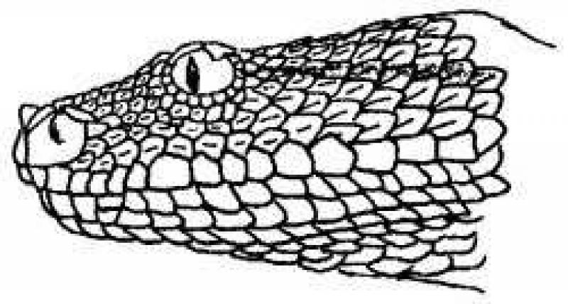 Survival Manual: Venomous Snakes and Mollusks (part 4)