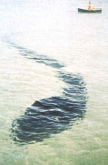 The 25-meter-long sea serpent photographed by Robert Le Serrec in Stonehaven Bay (Hook Island, Austr