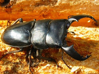 Dorcus Titanus Titanus Sumatra