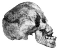 The ‘Reck skull’ (‘Oldoway Man’)