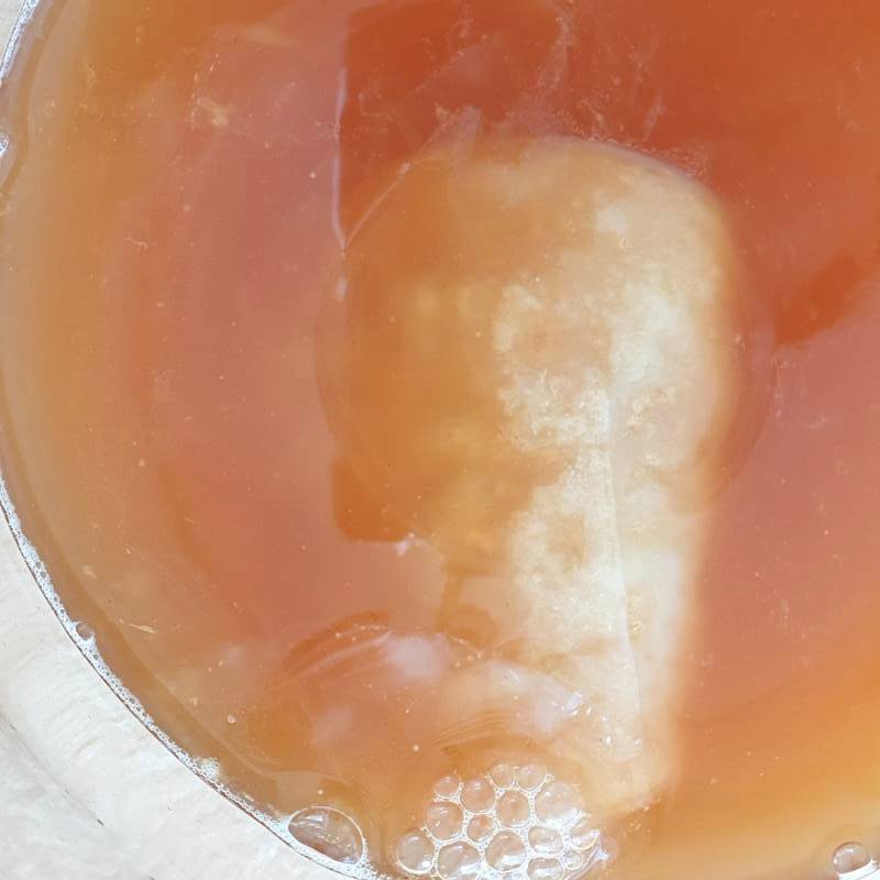 Kombucha update after 5 full days