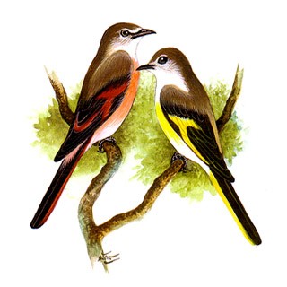 Rosy Minivet (Pericrocotus roseus)