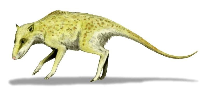 Reconstruction of Indohyus