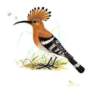 Hoopoe (Upupa epops)