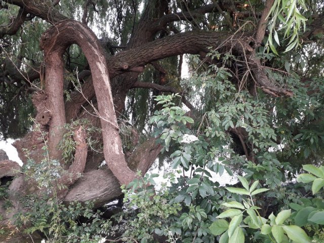 I miei giardini segreti