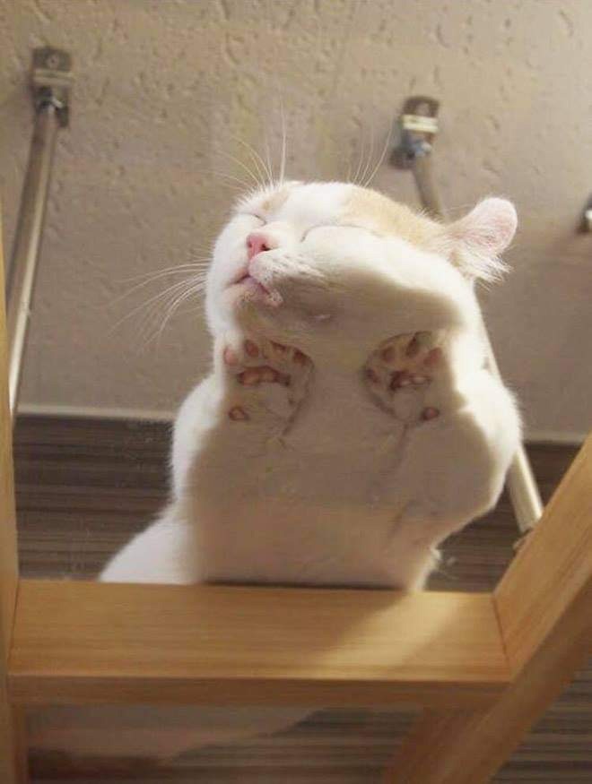 Cat on a table