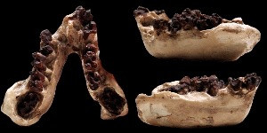 The jaw identified by Johannes Hürzeler as belonging to a human ancestor: even a non-expert can see 