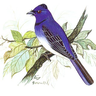 Black-naped Monarch (Hypothymis azurea)