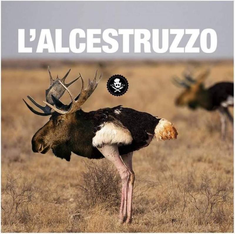 L' Alcestruzzo