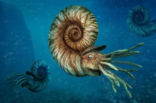 Ammonites became extinct along with the dinosaurs due to the meteorite impact