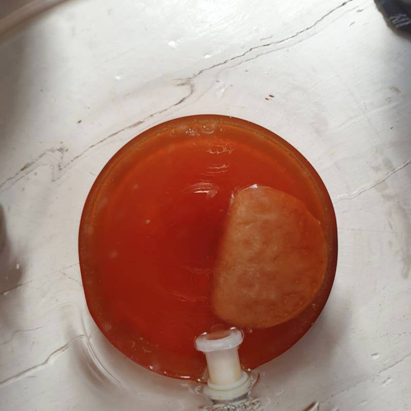 Kombucha update after 5 full days