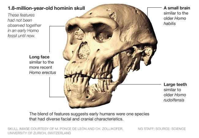 We all descend from a single species: a skull that rewrites the man history