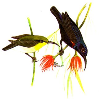 Purple Sunbird (Nectarinia asiatica)