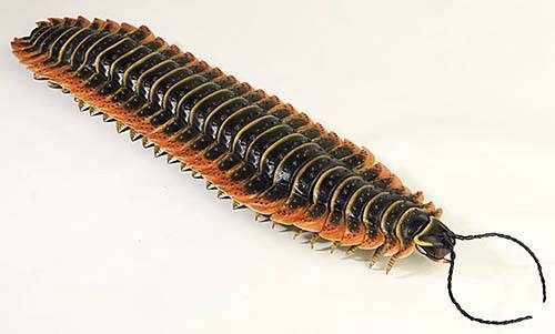 Arthropleura armata