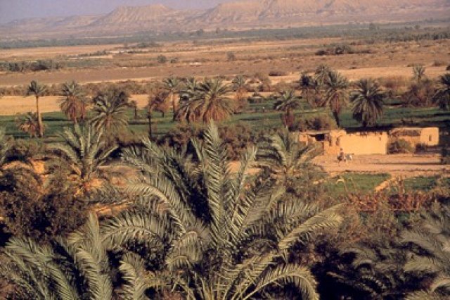 Bahariya oasis.