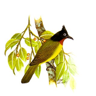 Black-crested Bulbul (Pycnonotus melanicterus)