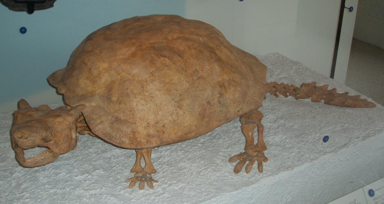Meiolania was an interesting giant horned tortoise, which became extinct like all megafauna under un