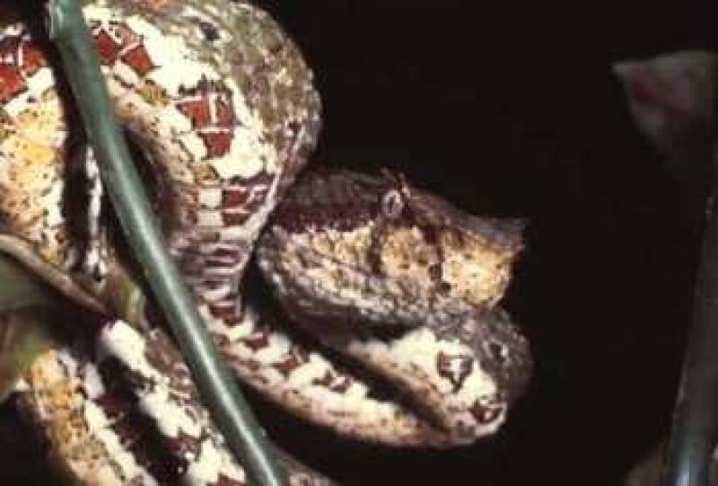 /* Eyelash pit viper */ /_ Bothrops schlegeli _/