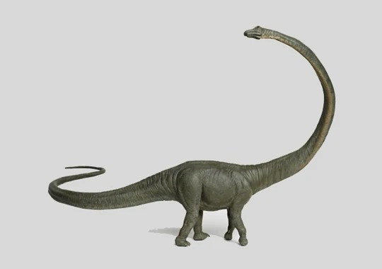 The Barosaurus, a dinosaur extremely similar to an elephant in body and with a very long neck and ta