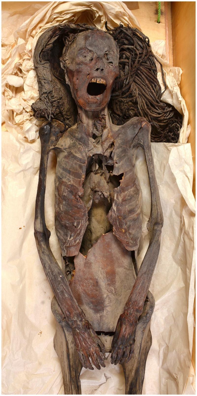 A photograph of the head to the midthighs of an anonymous mummy (referred to as CIT8) was taken in 2