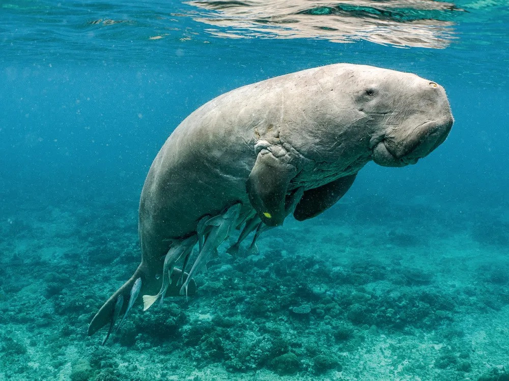 The Dugong is a friendly animal that breastfeeds its young in the same way as humans: is this perhap