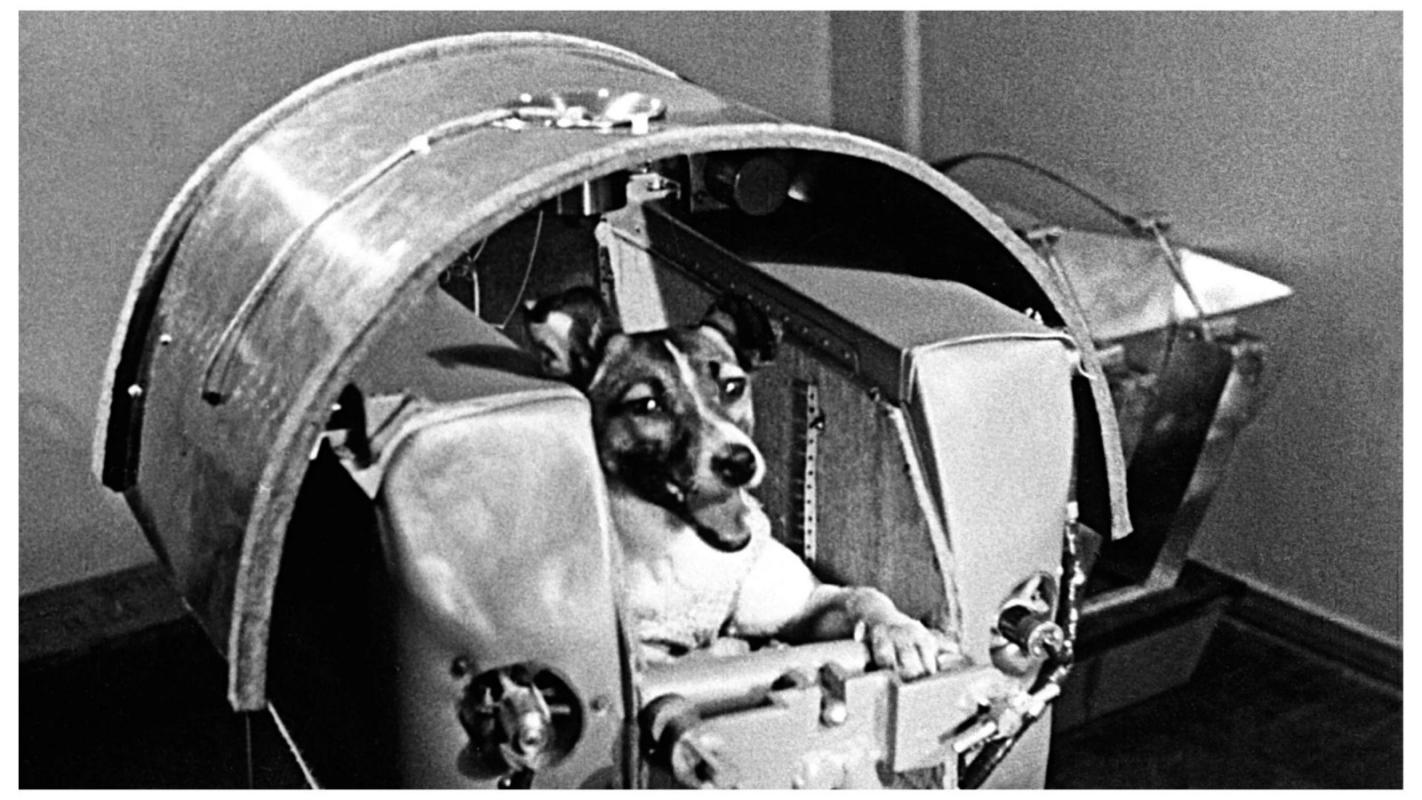 An original photo of the dog Laika, the first living being in Space.
