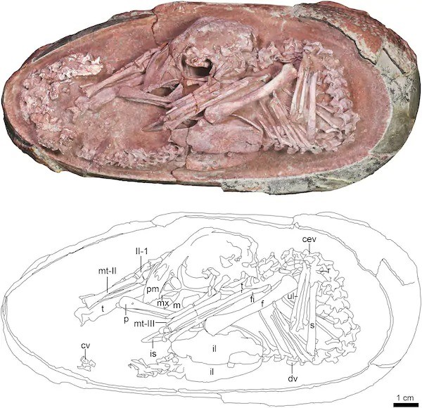 An egg fossil suggests that dinosaur embryos prepared to hatch like birds