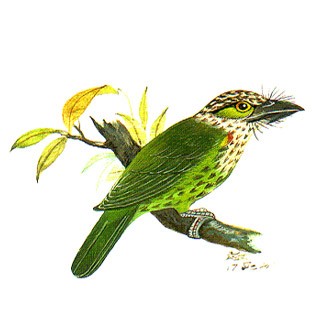 Green-eared Barbet (Megalaima faiostricta)