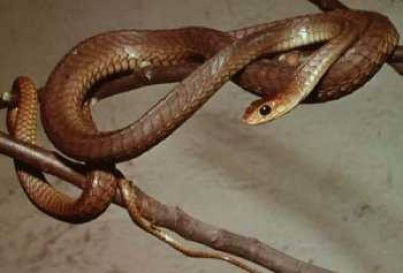 JOHN H. TASHJIAN/CALIFORNIA ACADEMY OF SCIENCES <br>/* Boomslang */ /_ Dispholidus typus _/