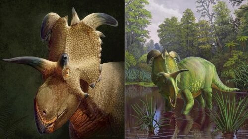 Fossil of a new species of dinosaur with bizarre horns discovered in America
