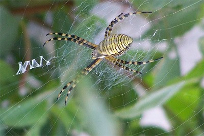 Epeira Fasciata, the weaver spider