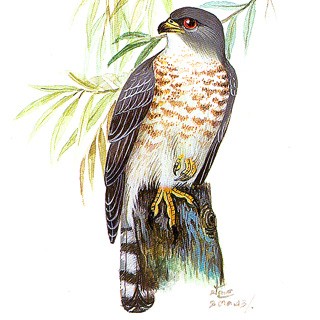 Shikra (Accipiter badius)