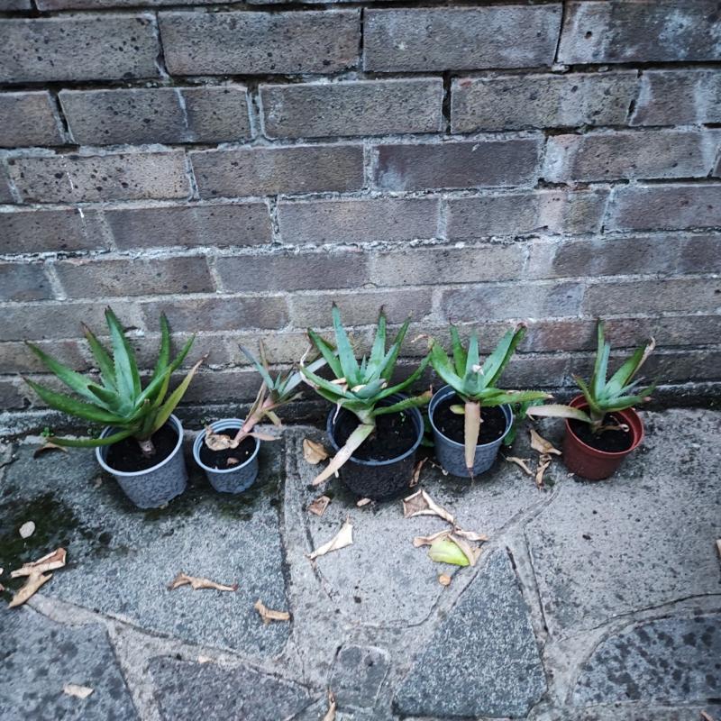 Aloe plants