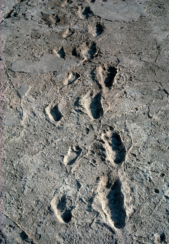 Trail of hominid footprints fossilised in volcanic ash. This 70 metre trail was found by Mary Leakey