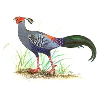 Siamese Fireback (Lophura diardi)