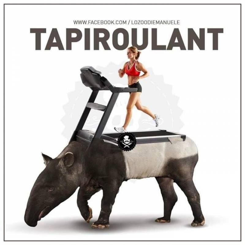 Il tapiroulant