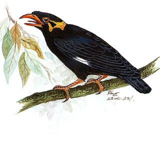 Hill Myna (Gracula religiosa)