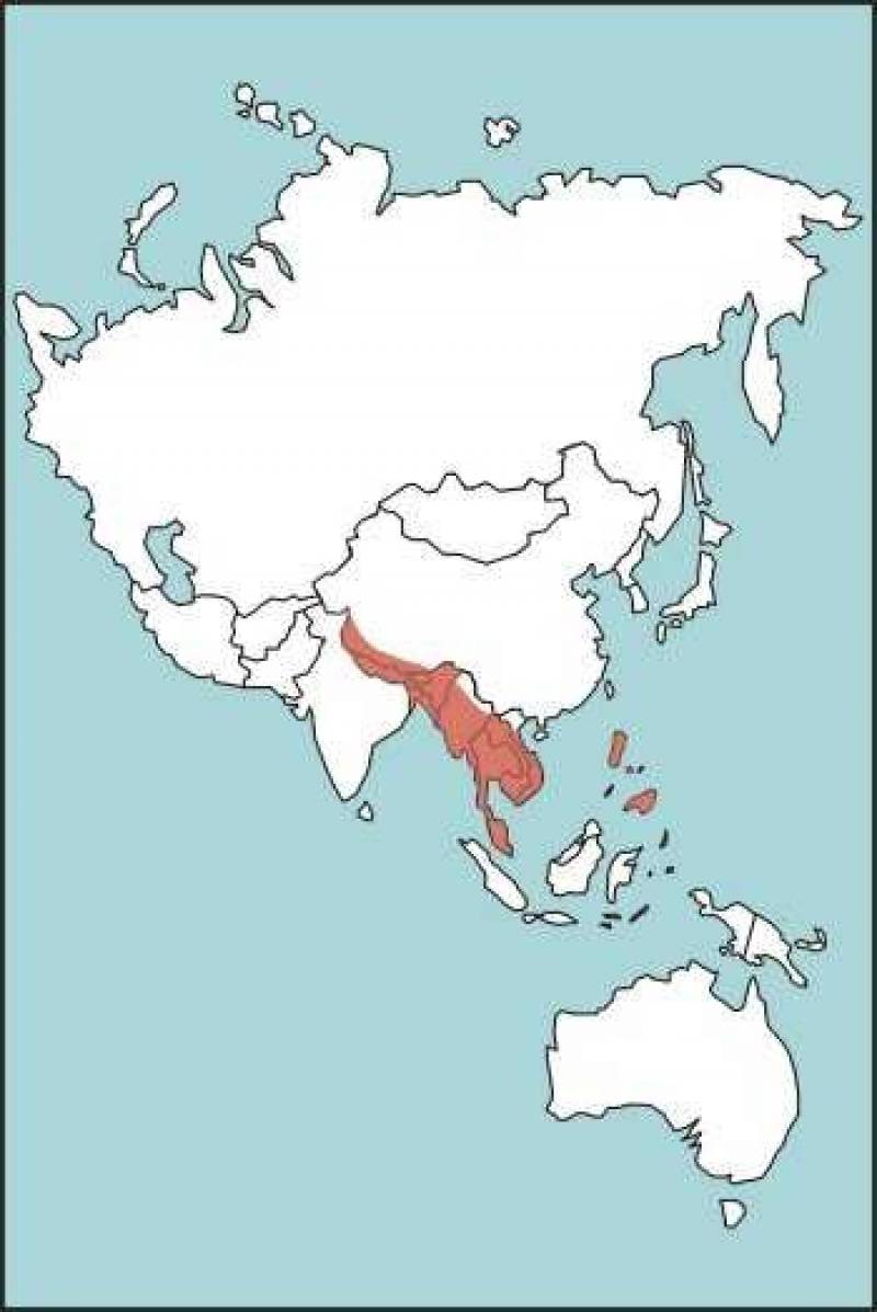 /* Figure E-31. King Cobra Habitat */