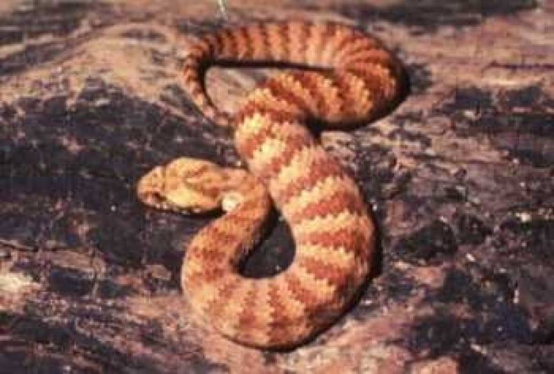 /* Death adder */ /_ Acanthophis antarcticus _/