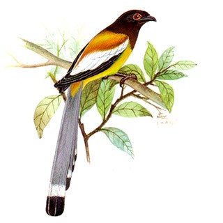 Rufous Treepie (Dendrocitta vagabunda)