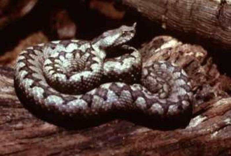 /* Long-nosed adder */ /_ Vipera ammodytes _/