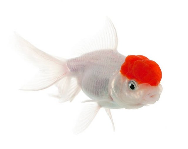 Lion's head goldfish