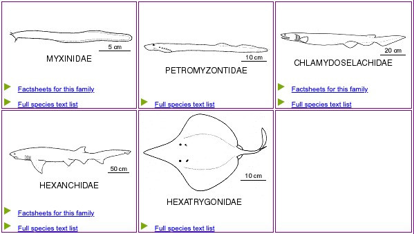 How to identify a fish