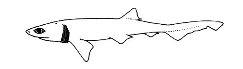 Hexanchus vitulus (BIGEYE SIX-GILL SHARK)